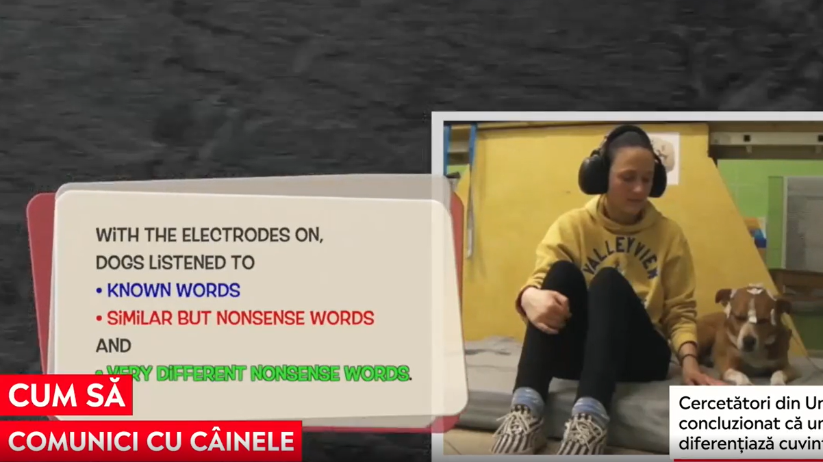 Câinii nu pot diferenția anumite cuvinte. Care este cheia pentru ca un animal să-și înțeleagă stăpânul
