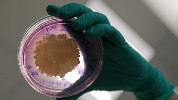 Carnea făcută în laborator ajunge, oficial, pe piață. Prima țară din lume care aprobă friptura din eprubetă