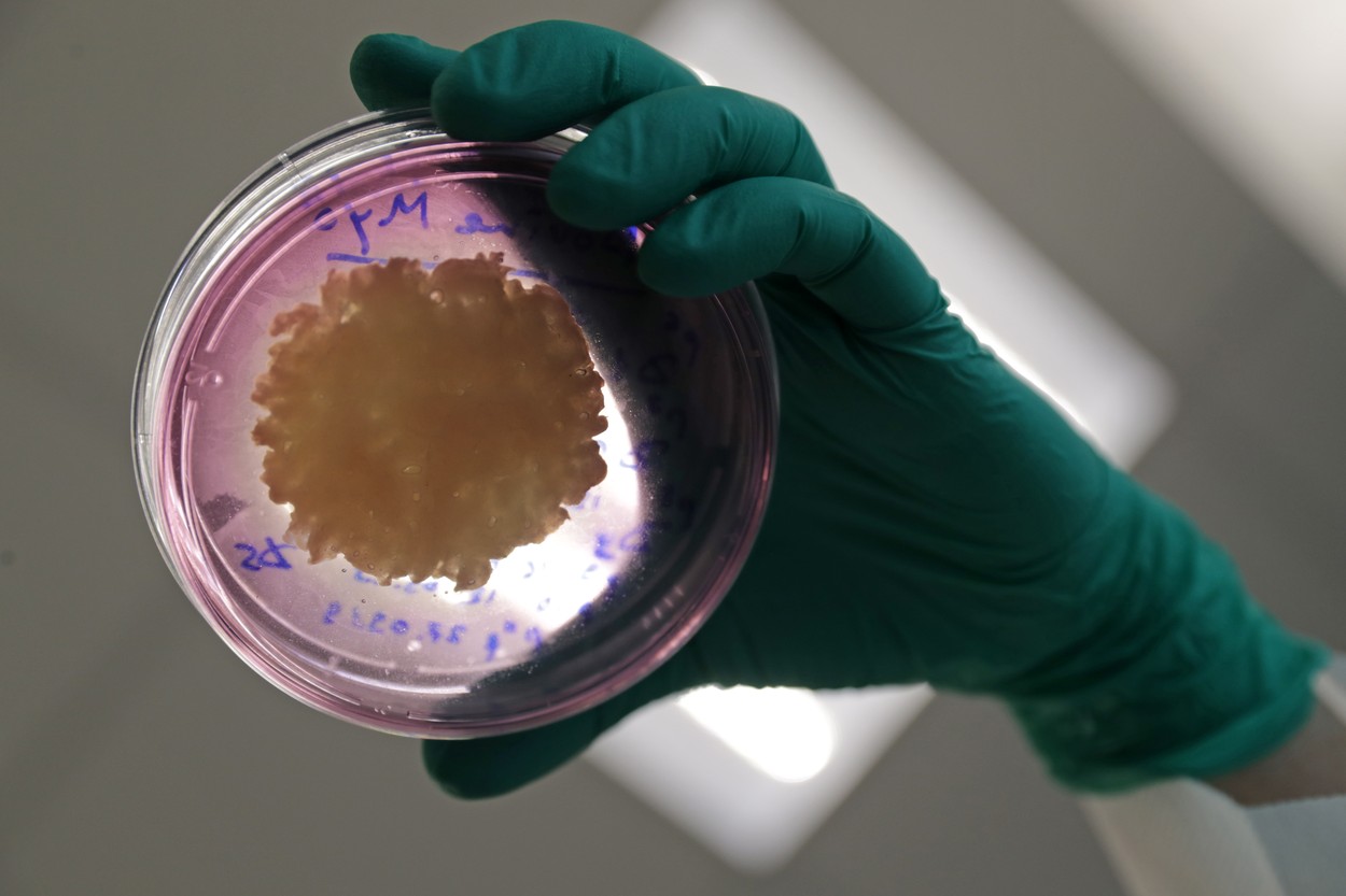 Carnea făcută în laborator ajunge, oficial, pe piață. Prima țară din lume care aprobă friptura din eprubetă