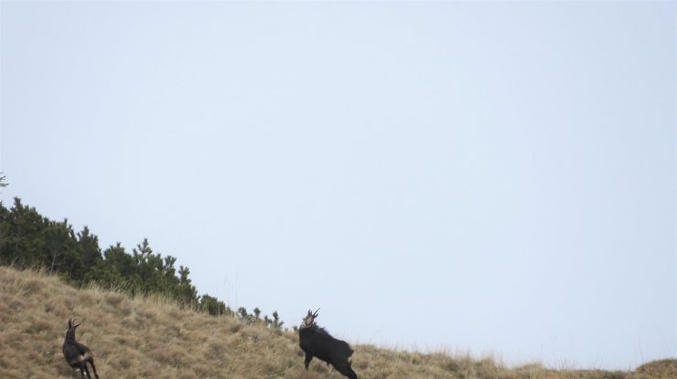 GALERIE FOTO. Imagini spectaculoase cu caprele negre din Munţii Bucegi