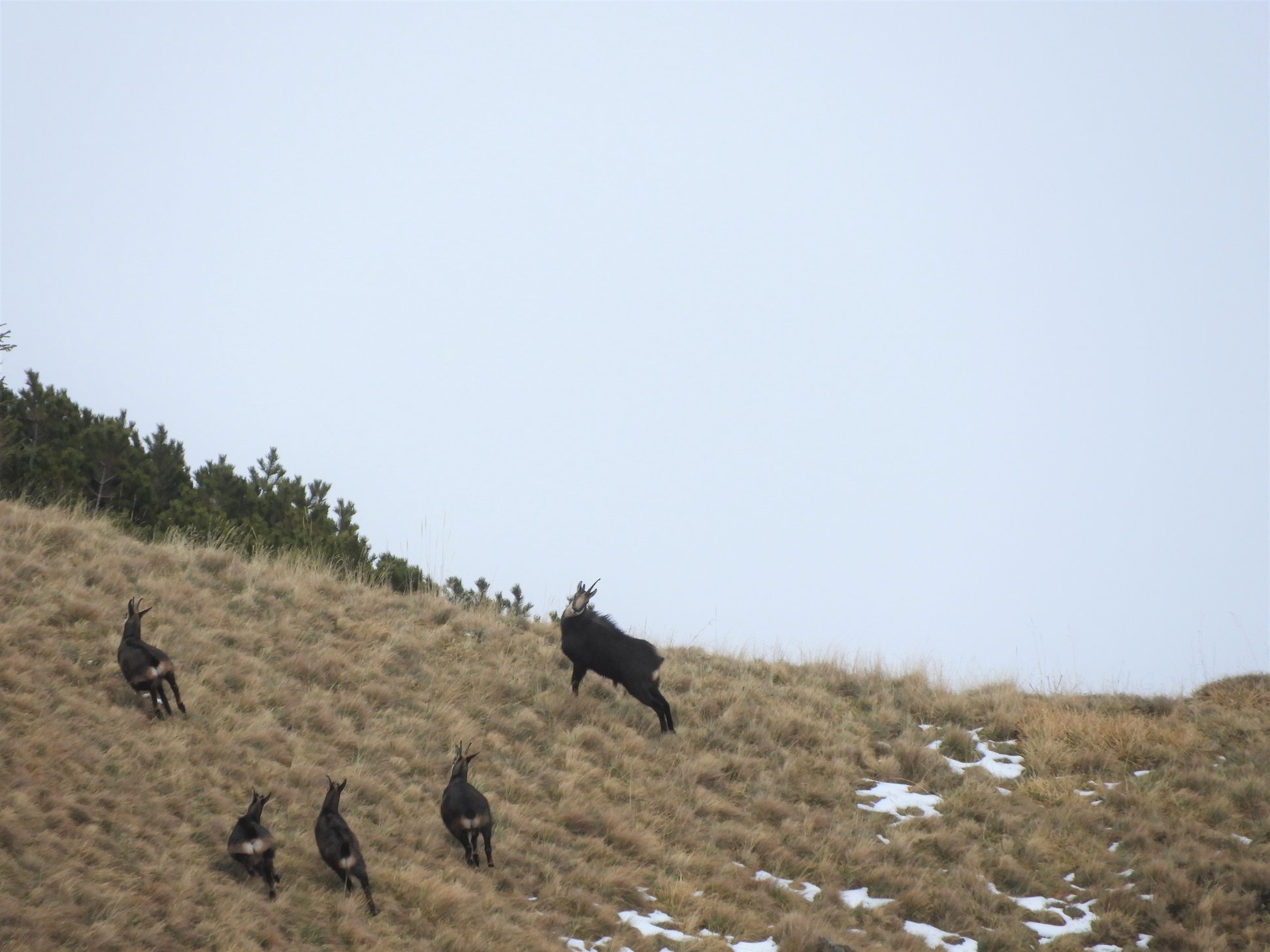 GALERIE FOTO. Imagini spectaculoase cu caprele negre din Munţii Bucegi