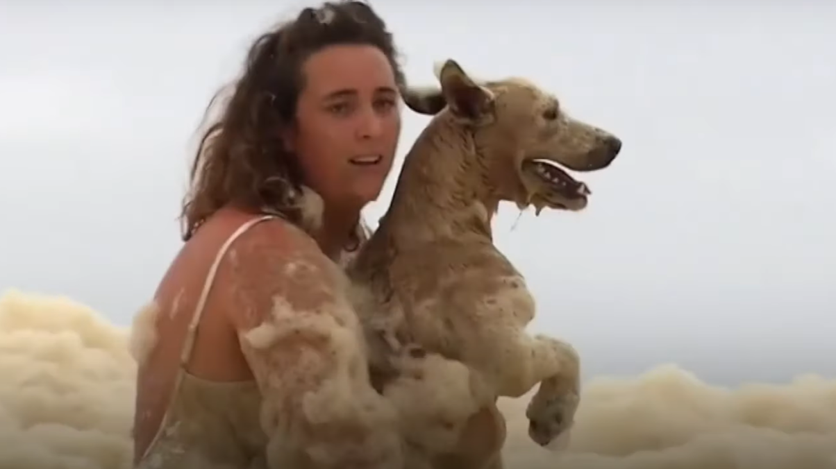 VIDEO. Un cățel, dat dispărut de stăpâni, a fost găsit într-o spumă densă, în mare