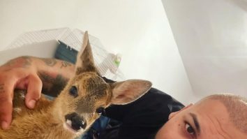 Dani Mocanu sfidează legea din nou. S-a pozat cu un pui de căprioară: „Moș Nicolae, te rog frumos, arestează-mă tu că poliția nu poate”