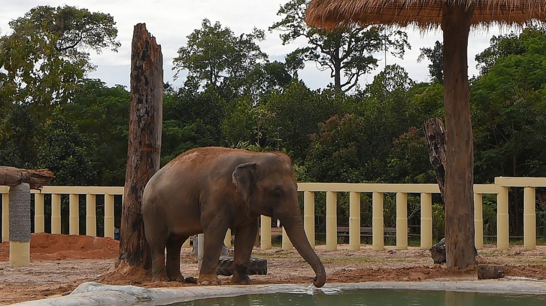 elefant-cambodgia