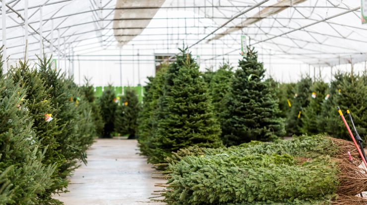 Țara care a înregistrat vânzări record de brazi de Crăciun. Stocurile au fost epuizate înainte de sărbători