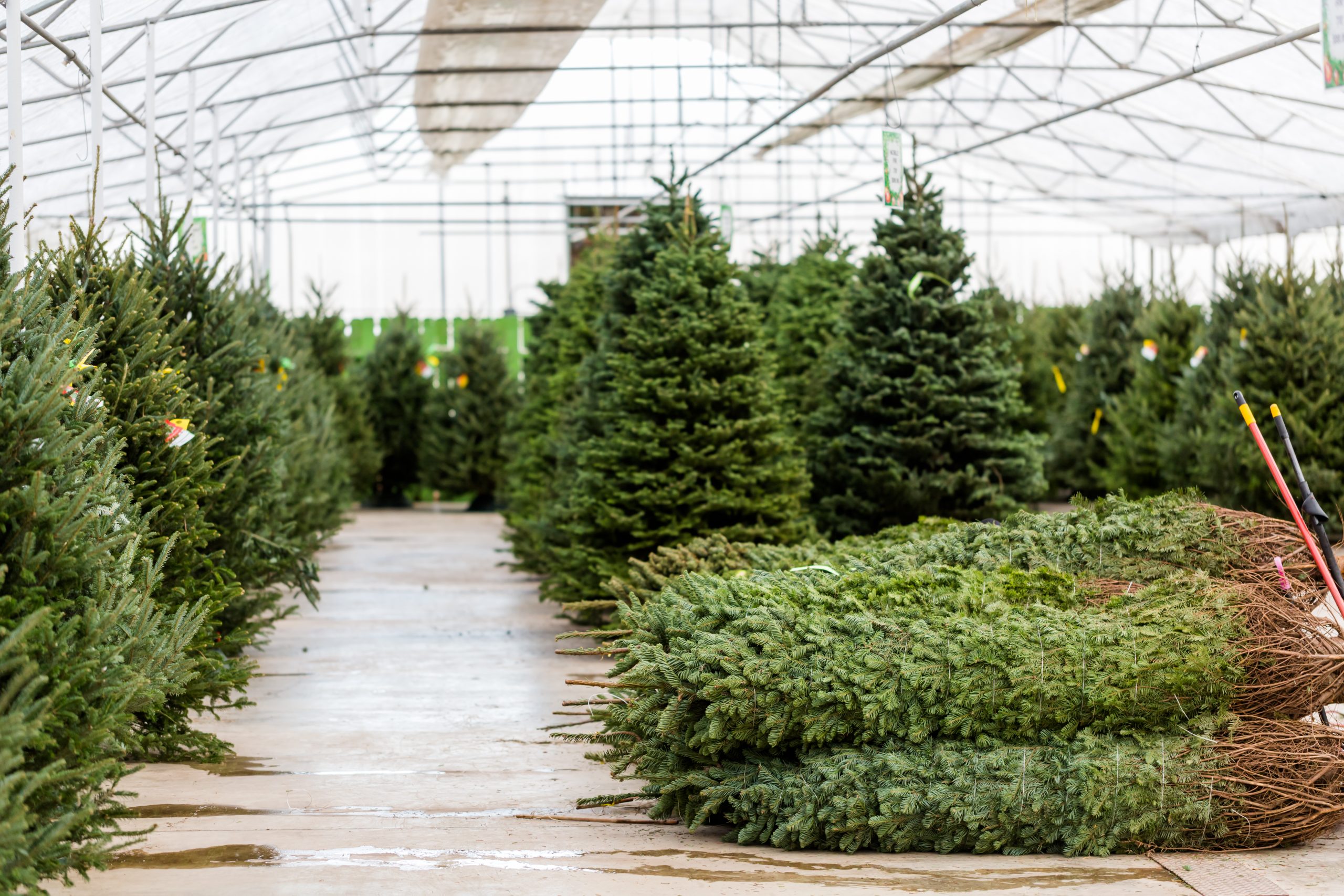 Țara care a înregistrat vânzări record de brazi de Crăciun. Stocurile au fost epuizate înainte de sărbători