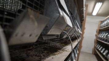 Fermele de nurci, motivul mutațiilor care se răspândesc în Europa. Tot mai mulți cercetători susțin acest lucru