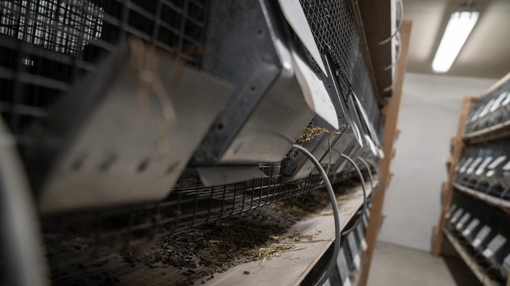 Fermele de nurci, motivul mutațiilor care se răspândesc în Europa. Tot mai mulți cercetători susțin acest lucru