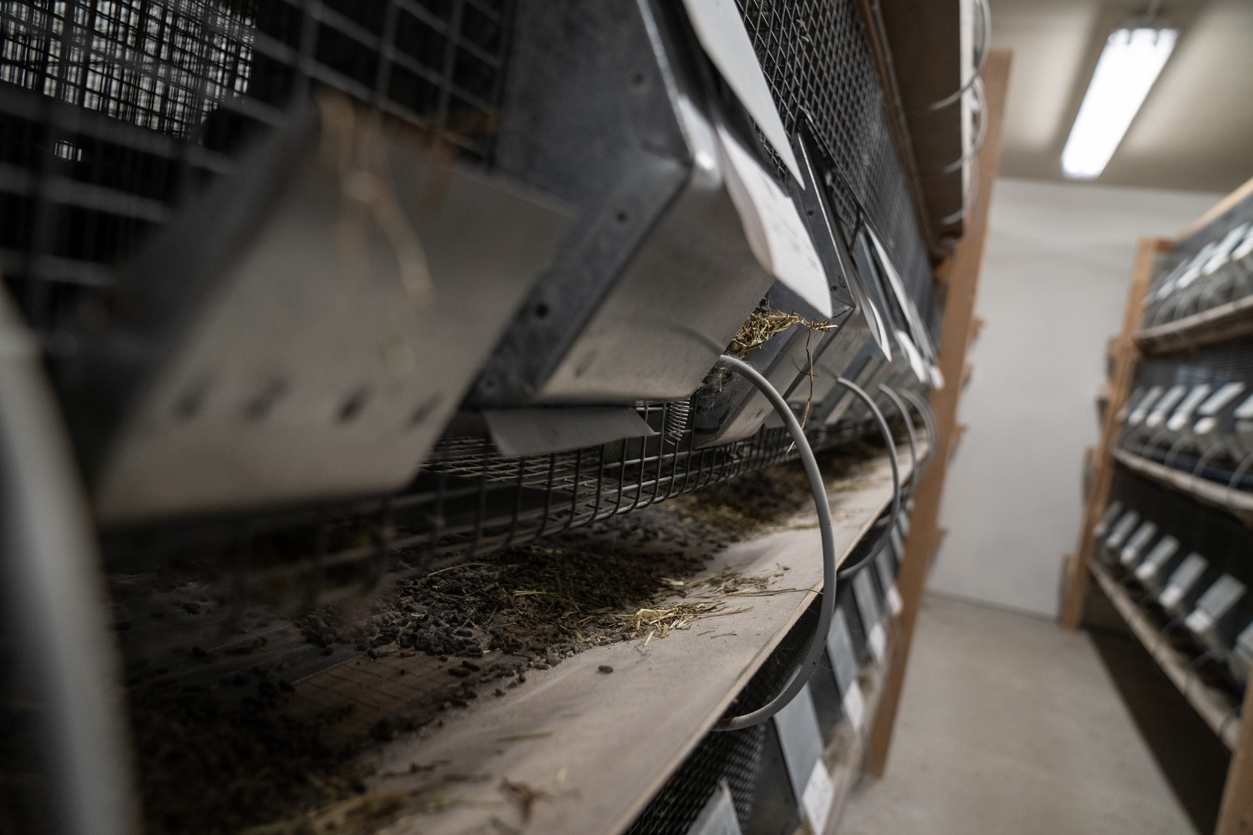 Fermele de nurci, motivul mutațiilor care se răspândesc în Europa. Tot mai mulți cercetători susțin acest lucru