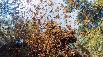 Imagini spectaculoase. Mii de fluturi monarh migrează în Mexic