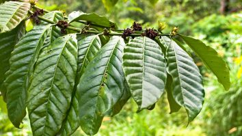 Vaccin anti-COVID din plante de tutun. În ce stadiu de dezvoltare se află