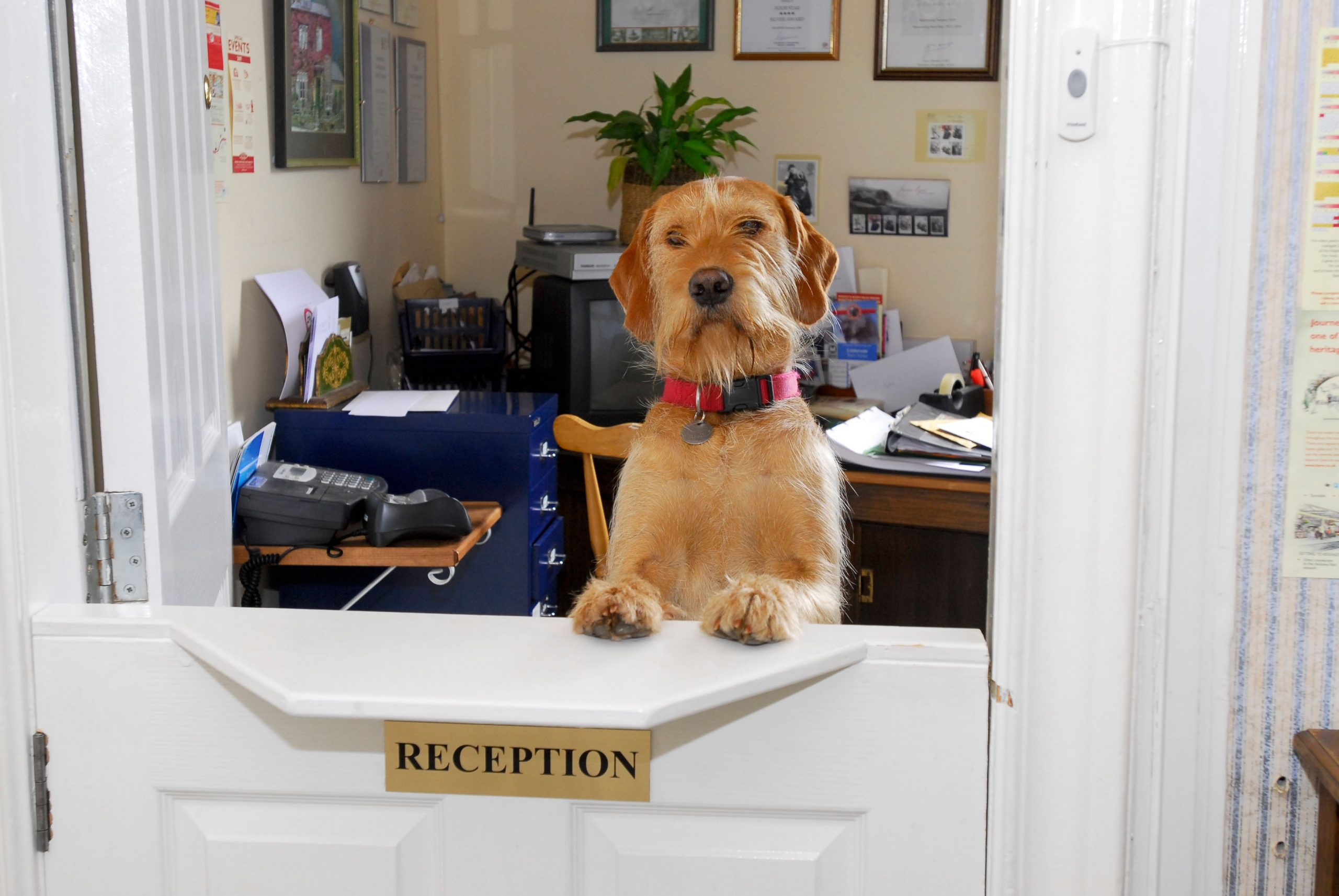 După hotelurile canine, au apărut și grădinițele pentru patrupede. Cât costă o zi all-inclusive