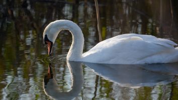 lebada-clisura-dunarii