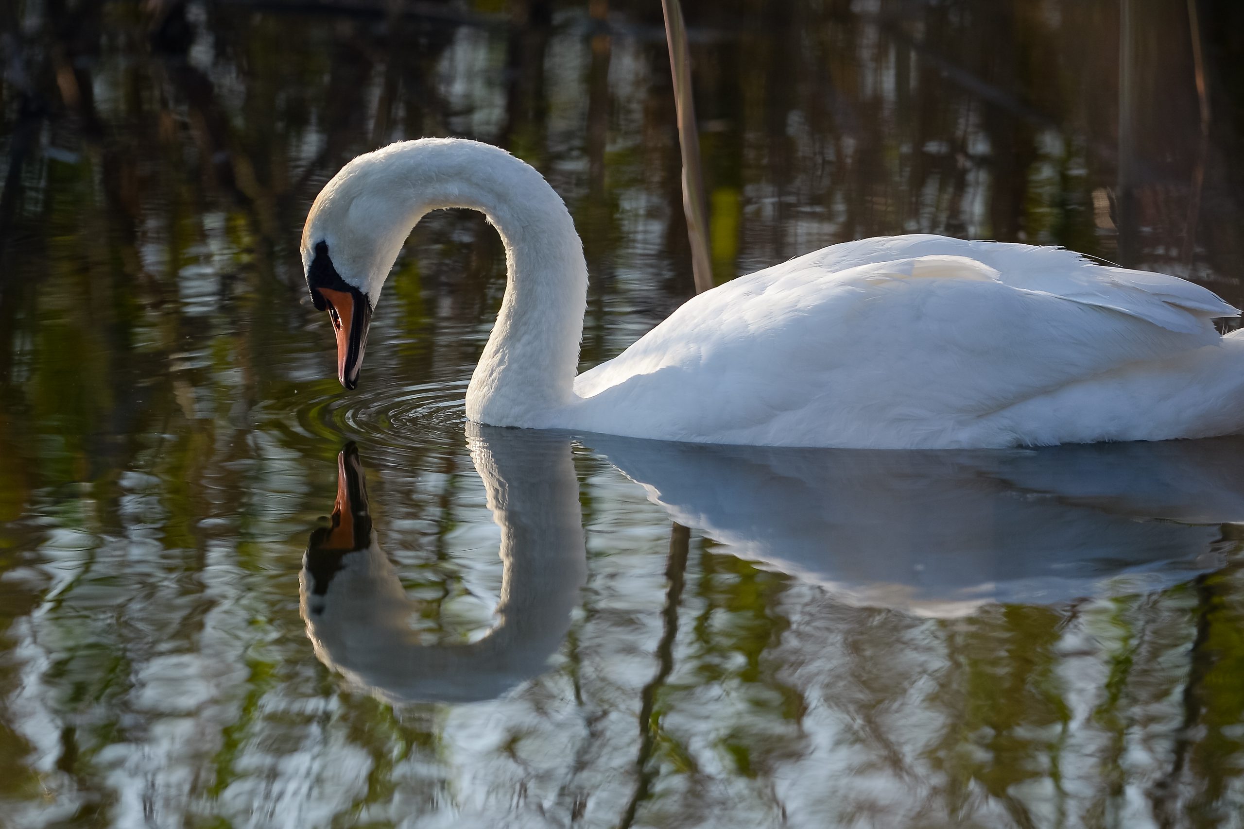 Peste 200 de lebede se adăpostesc în Clisura Dunării. Păsările așteaptă în zadar turiști