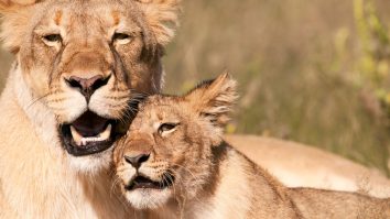 Lei infectați cu Covid-19. Simptomele animalelor, similare cu o gripă