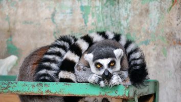 Lemurienii, cheia hibernării în spațiu. D. Prunariu: Pentru zboruri intergalatice criogenia, singura soluție