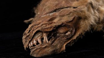 Un pui de lup, de 57.000 de ani, a fost găsit „perfect conservat” în Canada