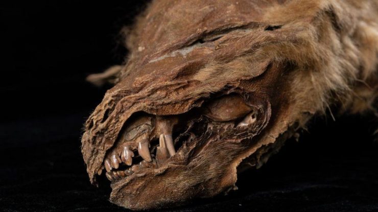 Un pui de lup, de 57.000 de ani, a fost găsit „perfect conservat” în Canada