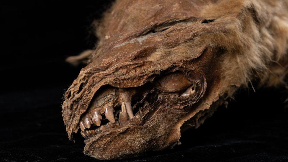 Un pui de lup, de 57.000 de ani, a fost găsit „perfect conservat” în Canada