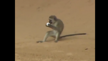 Openul Africii de Sud a avut parte de „jucători” mai puțini obișnuiți