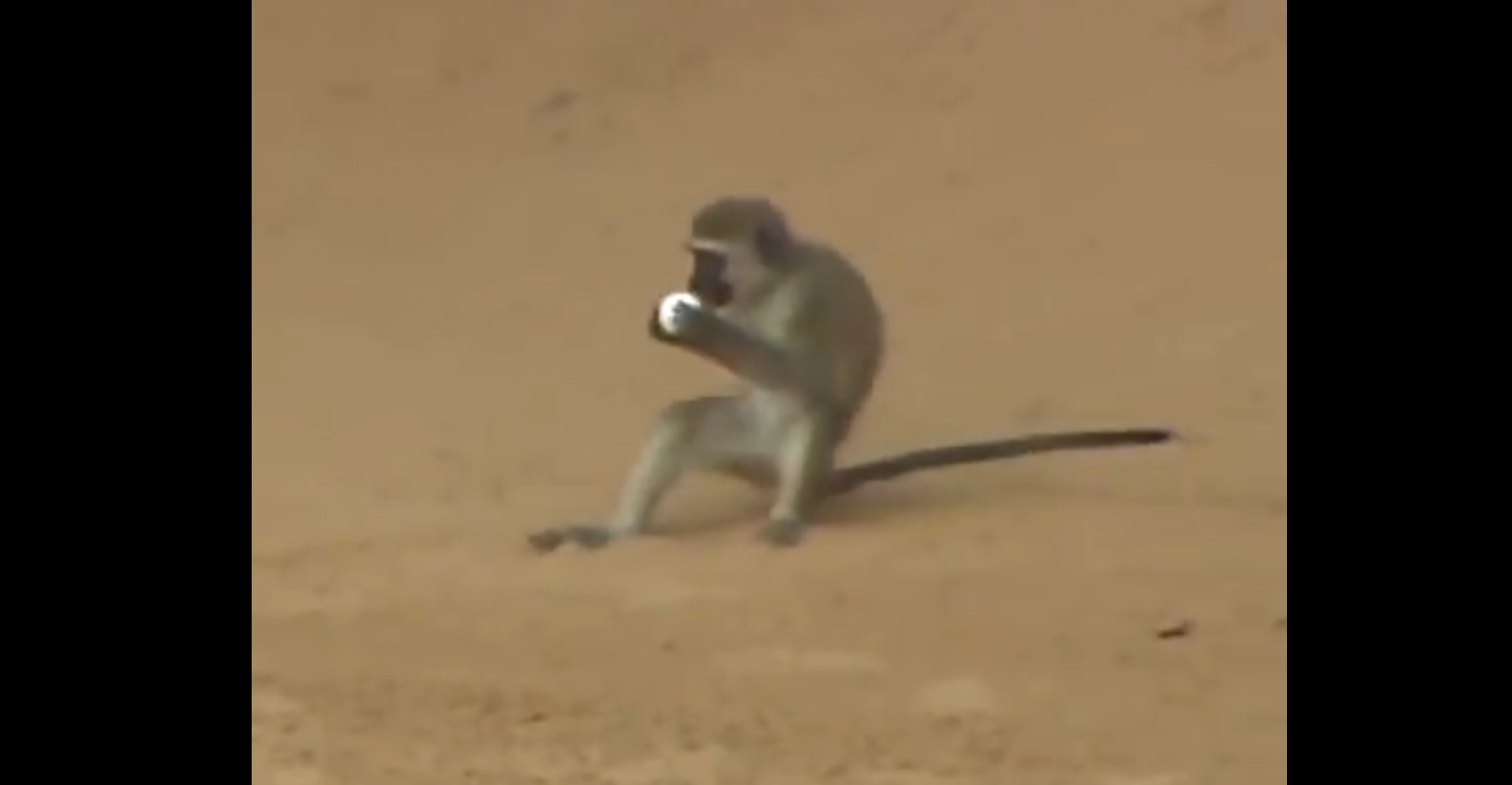 Openul Africii de Sud a avut parte de „jucători” mai puțini obișnuiți