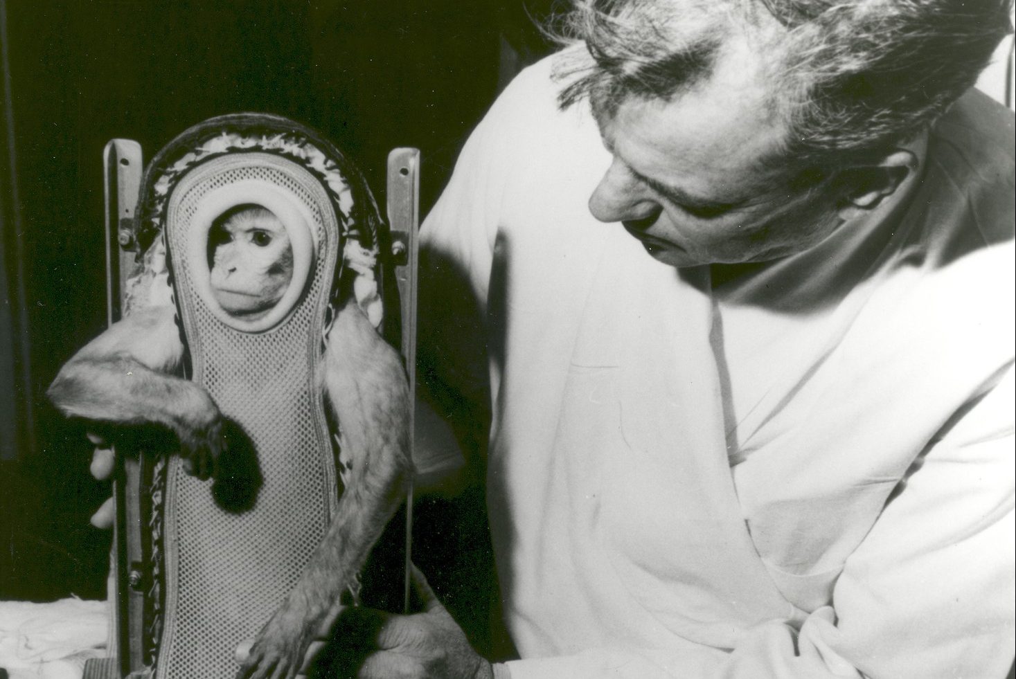 61 de ani de la primul zbor al unei maimuţe în spaţiu