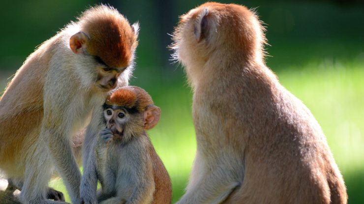 NASA a ucis toate maimuţele dintr-un centru de cercetare într-o singură zi