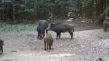 VIDEO În pădure, ca la SPA. O scrofiță își apără cel mai bun loc de relaxare și nu vrea să-l împartă cu nimeni