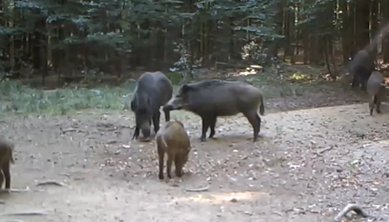 VIDEO În pădure, ca la SPA. O scrofiță își apără cel mai bun loc de relaxare și nu vrea să-l împartă cu nimeni