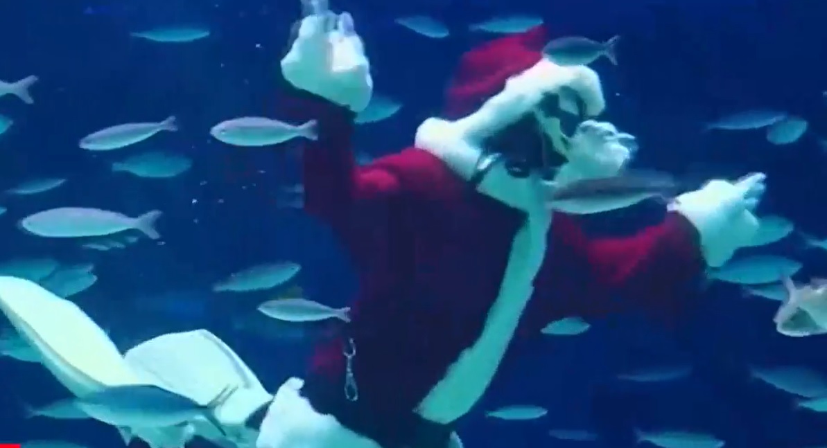 VIDEO. Moș Crăciun înoată cu peștii. Unde are loc spectacolul devenit o tradiție de mai bine de 20 de ani