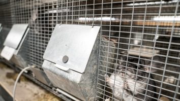 Danemarca va dezgropa 4 milioane de nurci după ce s-a grăbit să le ucidă