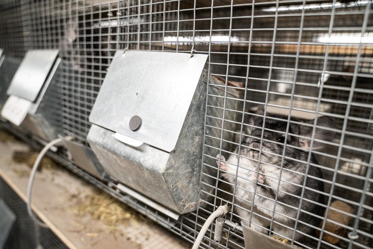 Danemarca va dezgropa 4 milioane de nurci după ce s-a grăbit să le ucidă