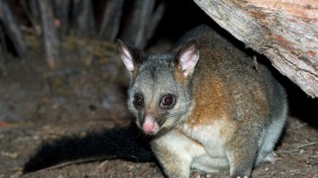 Oposum Pigmeu, primul exemplar ce a supravieţuit incendiilor din Australia