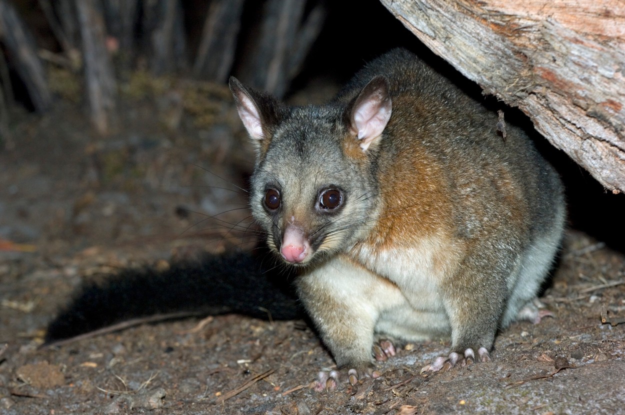 Oposum Pigmeu, primul exemplar ce a supravieţuit incendiilor din Australia