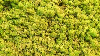 Pereții acoperiți de licheni, un nou trend în designul interior. Cât costă