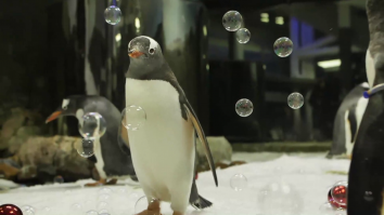 Pinguinii din Sydney se bucură de cadouri de Crăciun: îngrijitorii le-au pregătit globuri colorate și baloane de săpun