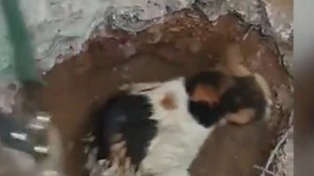 Pisică blocată într-un cablu electric, salvată de pompieri