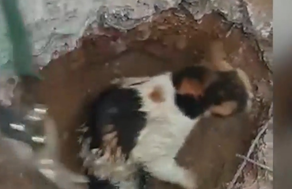 Pisică blocată într-un cablu electric, salvată de pompieri