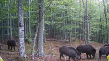 VIDEO. Romsilva publică imagini inedite cu o turmă de mistreți care caută hrană