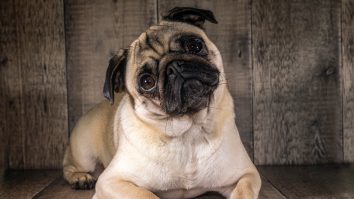 Animalele au sentimente, asemenea oamenilor. Ce spun specialiștii