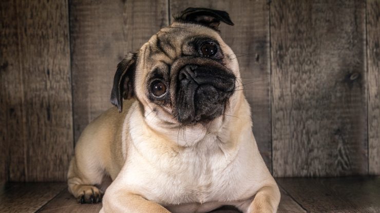 STUDIU. Stăpânii care au un câine cu diabet sunt mai expuși riscului de a suferi de aceeași boală