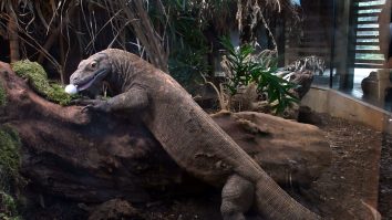 Un muncitor indonezian a fost mușcat de dragonul de Komodo pe șantierul viitorului „Jurrasic Park”