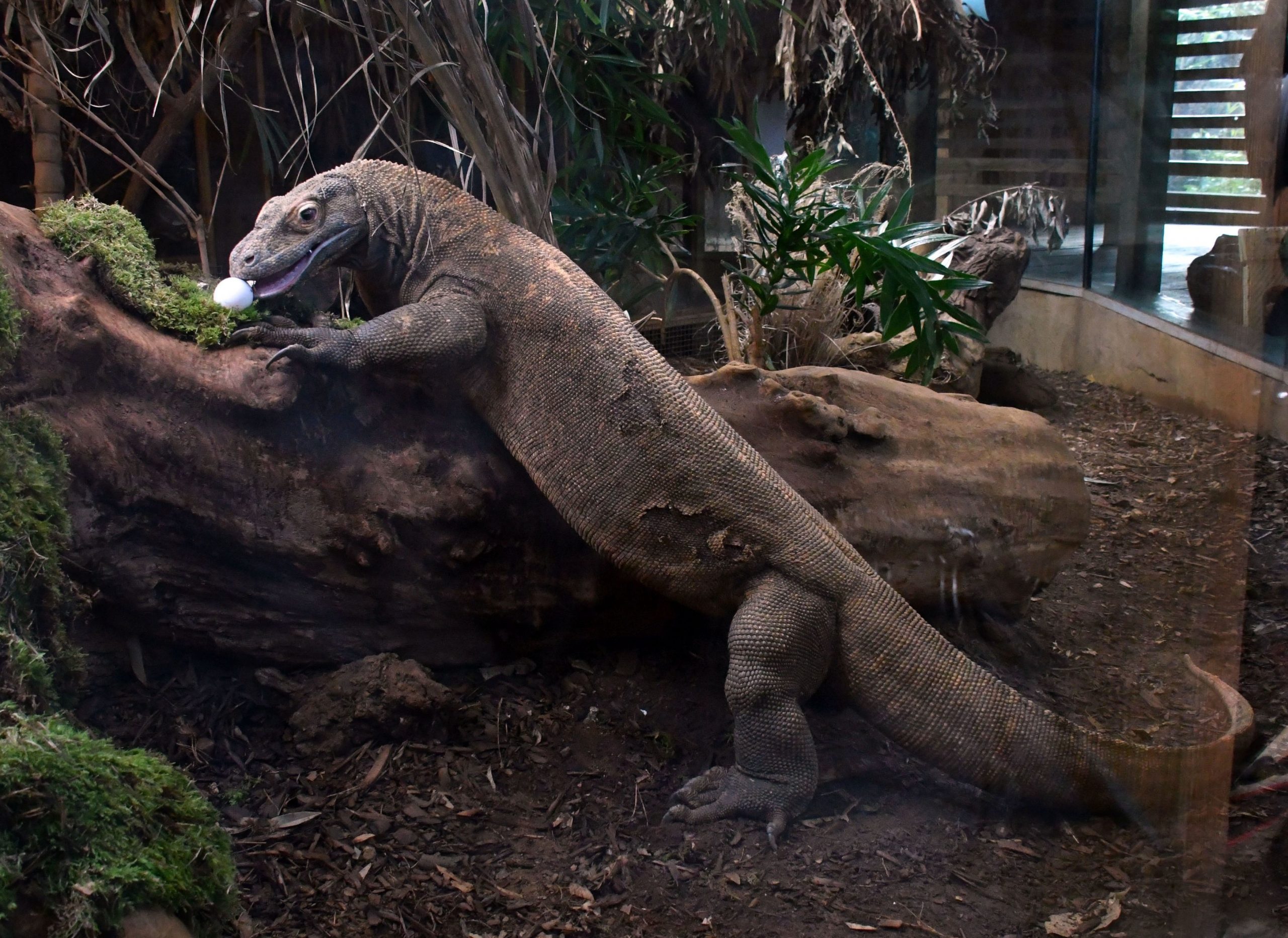 Un muncitor indonezian a fost mușcat de dragonul de Komodo pe șantierul viitorului „Jurrasic Park”