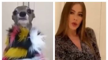Actrița Sofia Vergara prezintă 5 ținute uimitoare, în timp ce recrează un TikTok viral cu un câine