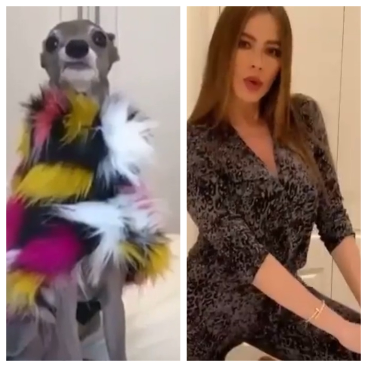 Actrița Sofia Vergara prezintă 5 ținute uimitoare, în timp ce recrează un TikTok viral cu un câine