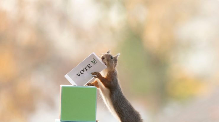 Tot ce trebuie să știi despre alegerile parlamentare de duminică. Cum arată buletinele de vot