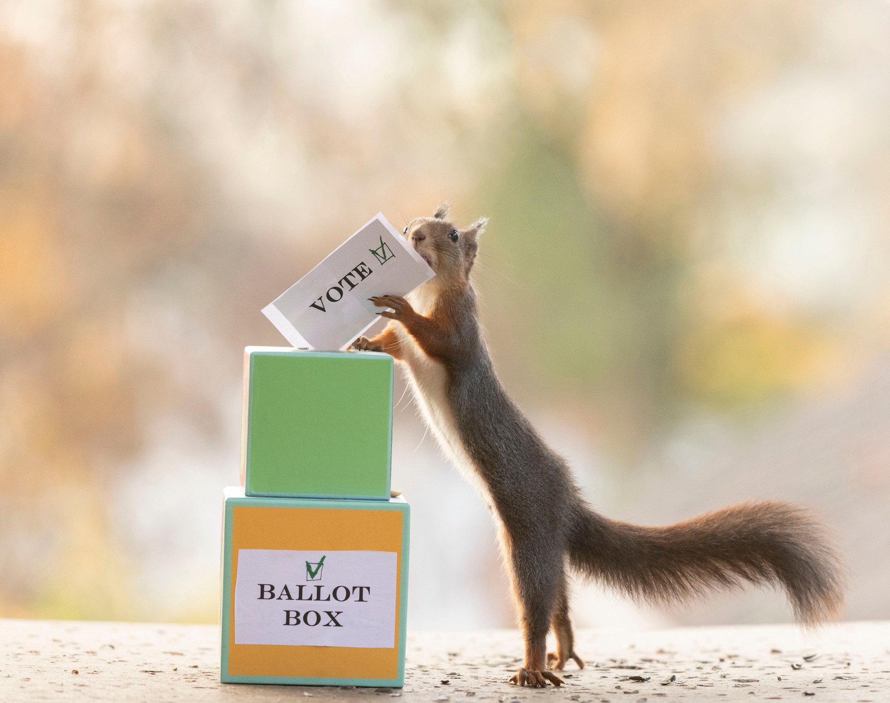 Tot ce trebuie să știi despre alegerile parlamentare de duminică. Cum arată buletinele de vot