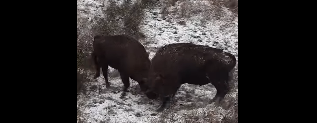 Imagini spectaculoase cu doi zimbri care se luptă pe un teren acoperit cu zăpadă. VIDEO