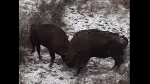 Imagini spectaculoase cu doi zimbri care se luptă pe un teren acoperit cu zăpadă. VIDEO