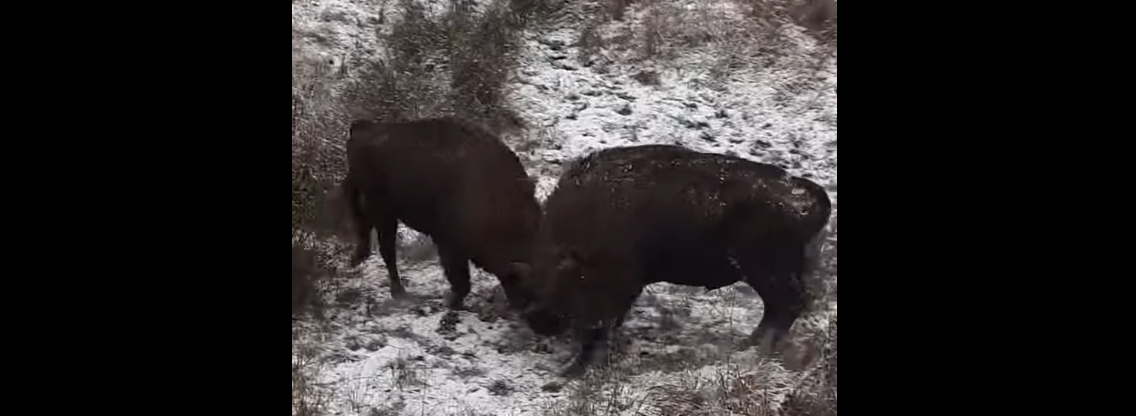 Imagini spectaculoase cu doi zimbri care se luptă pe un teren acoperit cu zăpadă. VIDEO